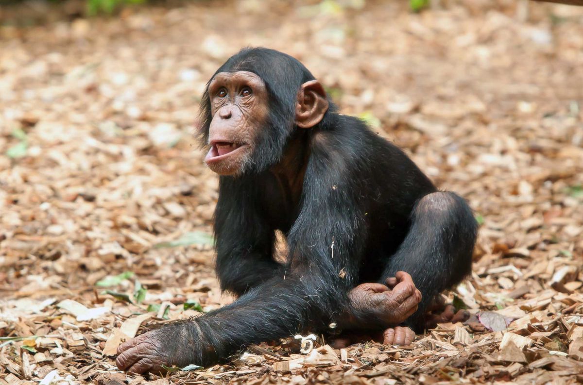 Национальный парк Гомбе