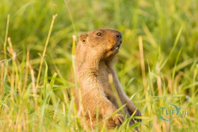 Государственный природный заповедник Присурский