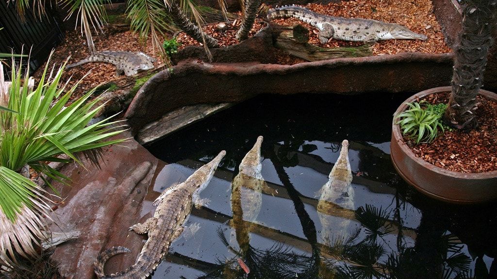 Крокодиловый зоопарк