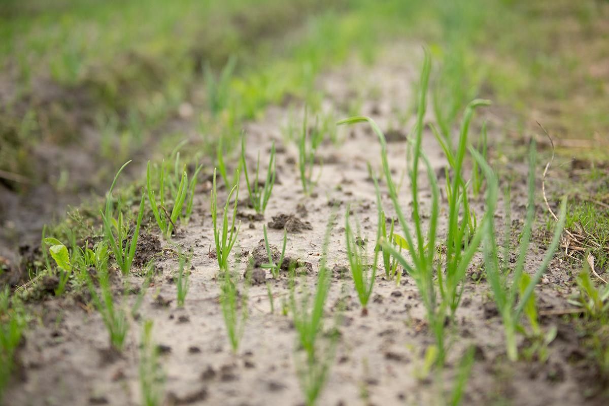 Луковая ферма Костя