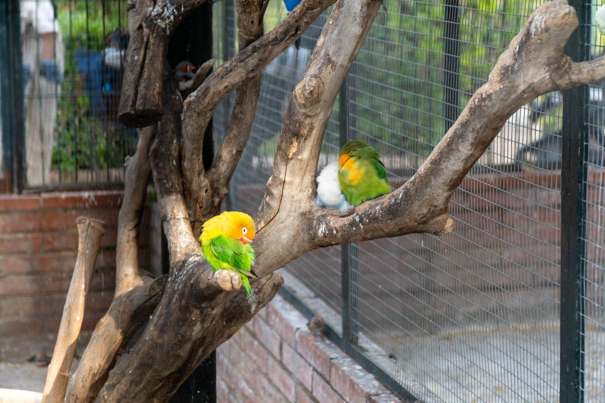 Сады дель Реал / Виверс