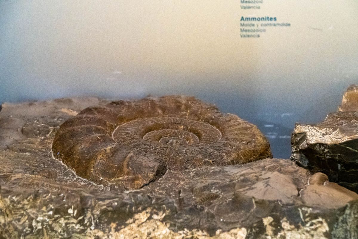 Музей естественных наук