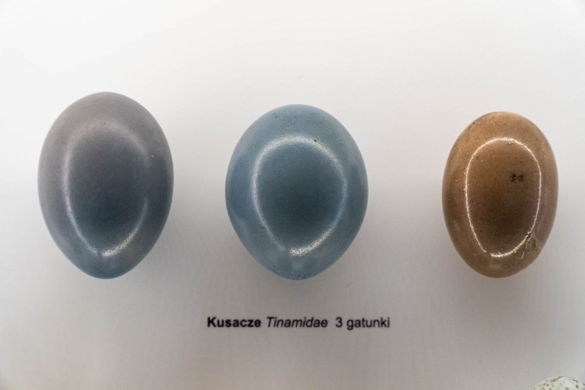 Музей естественной истории Вроцлавского университета