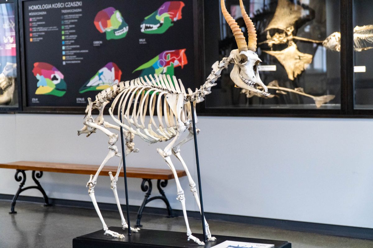 Музей естественной истории Вроцлавского университета