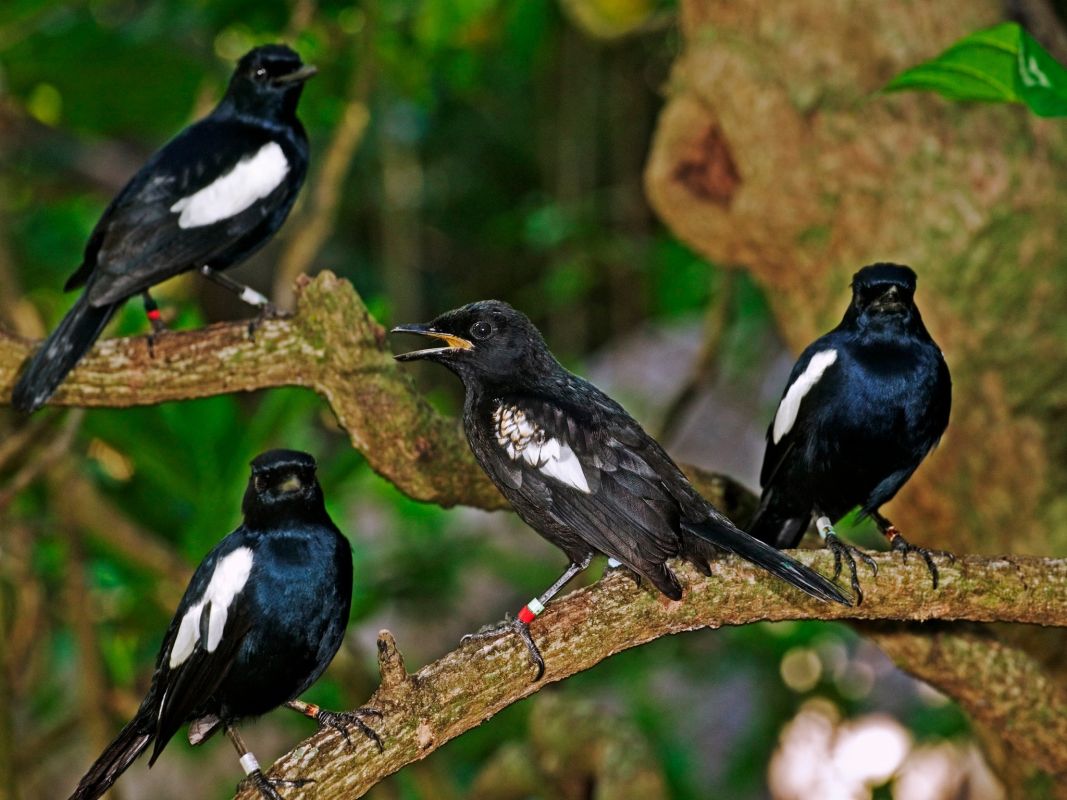 Остров Кузин