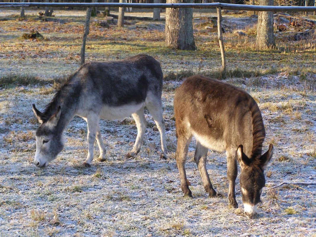 Открытый хутор Капа
