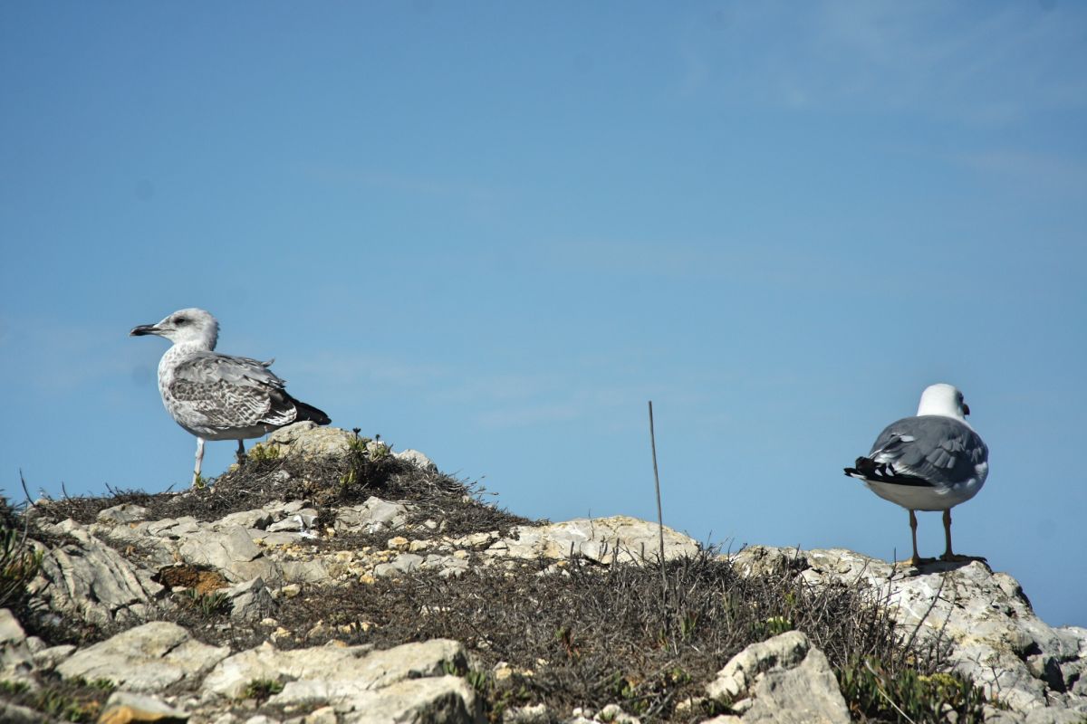 Камперван Дэй Парк