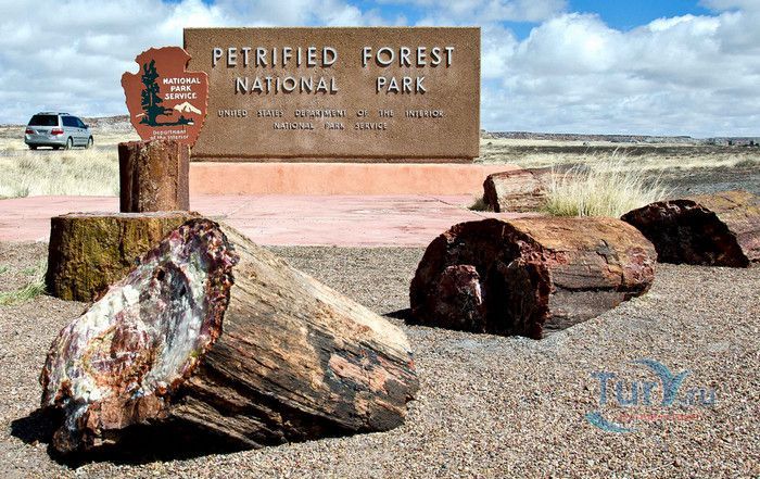 Национальный Парк Окаменелый Лес