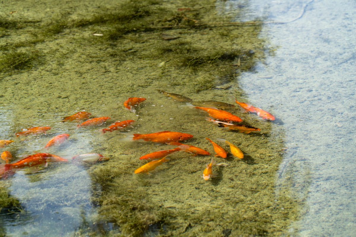 Сад Турия Валенсия. Парк Турия