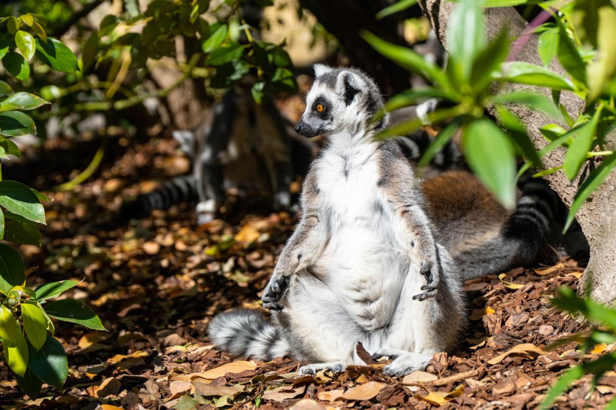 Биопарк Валенсии