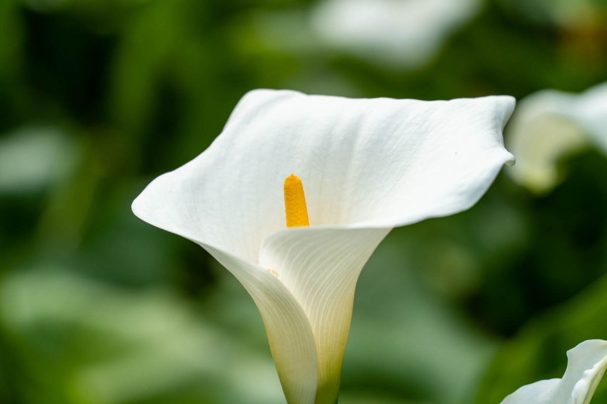 Сады Монфорт