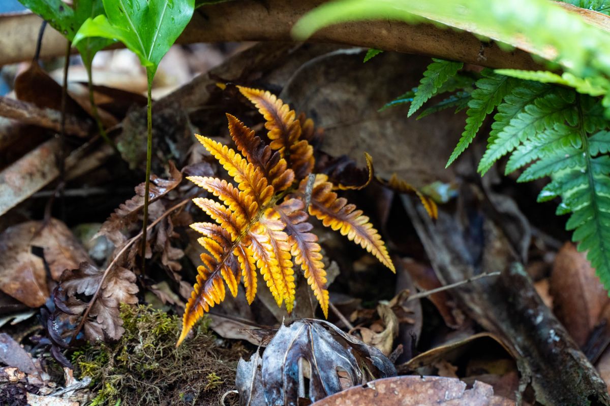 Морн Блан Трейл