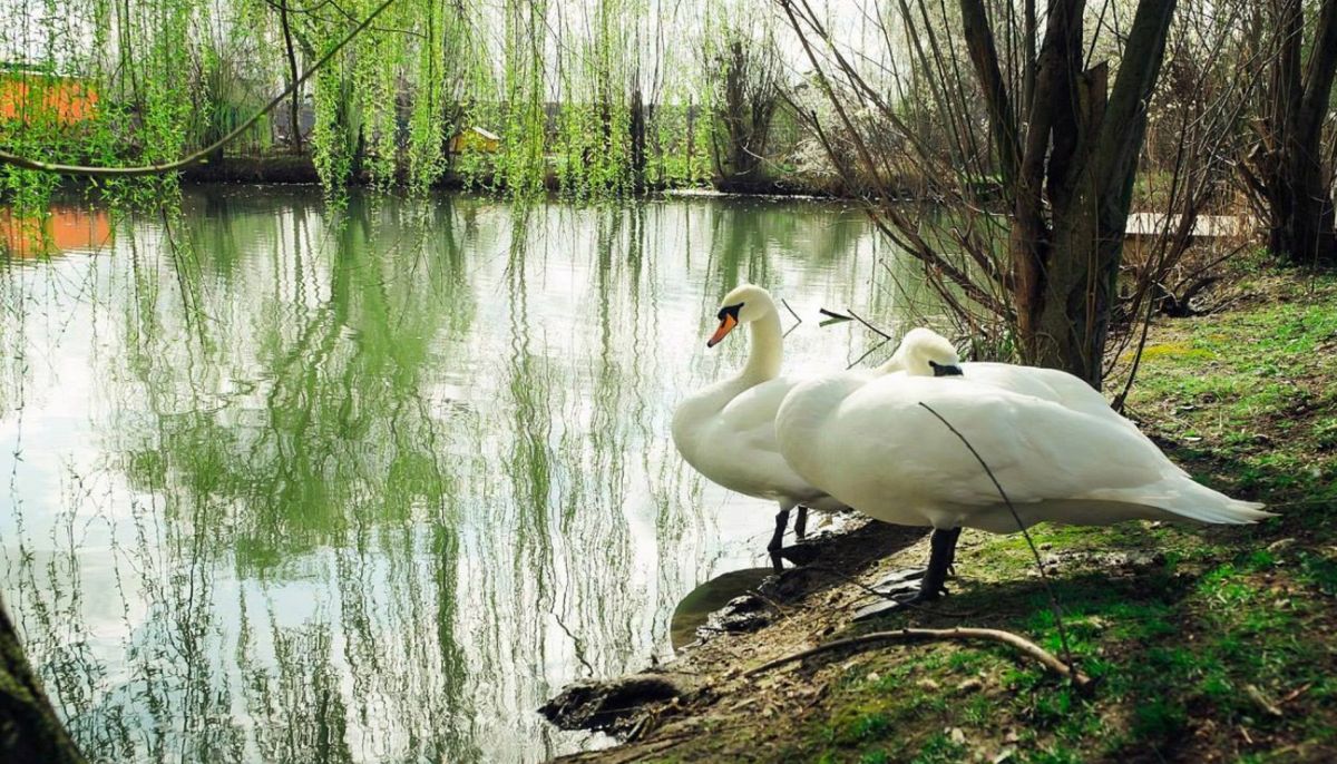 Зоопарк в селе Рыбацкое в Симферополе