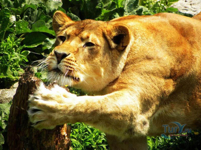 Калининградский зоопарк