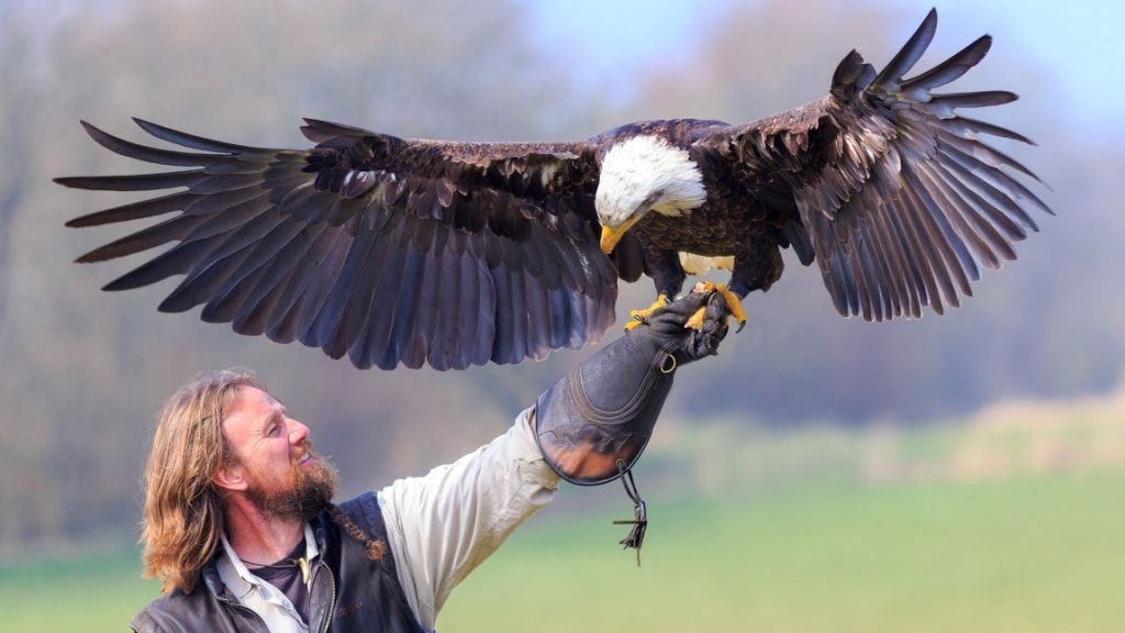 Орлиный заповедник Силькеборг, шоу хищников и ферма бизонов