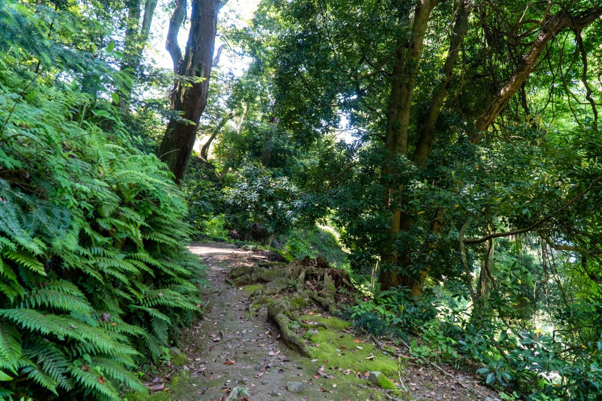 Батумский ботанический сад