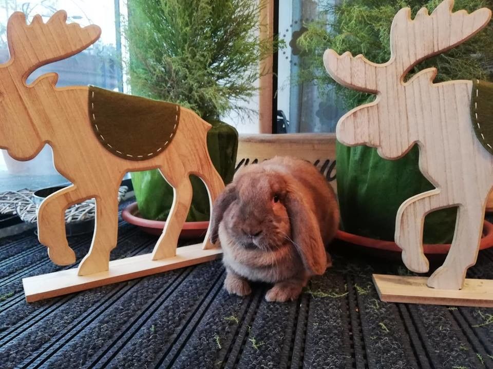 Комната для питомцев в Доме природы «Пярну»