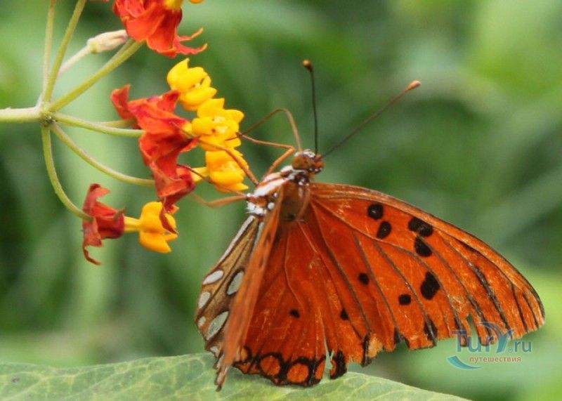 Сад Бабочек Мартиника