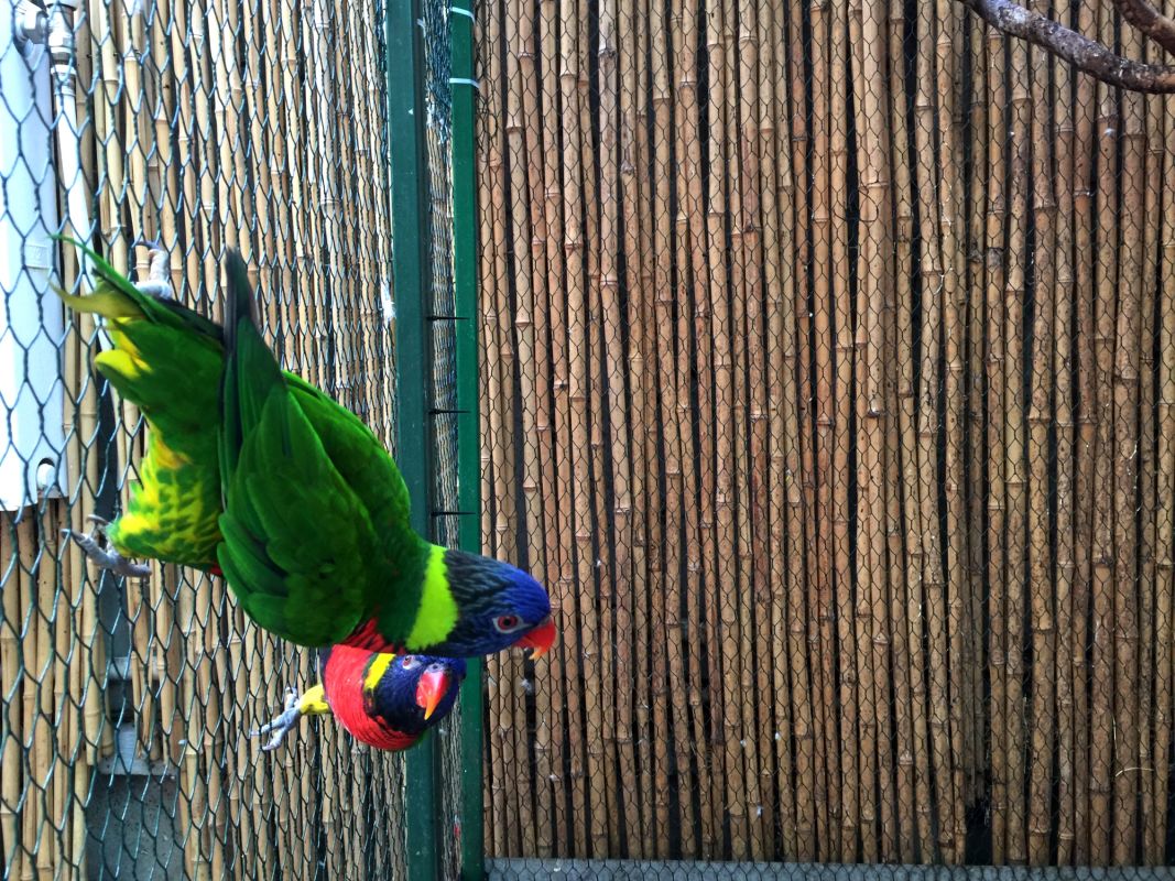 Выставка Эдемский сад