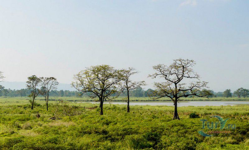 Национальный Парк Казиранга