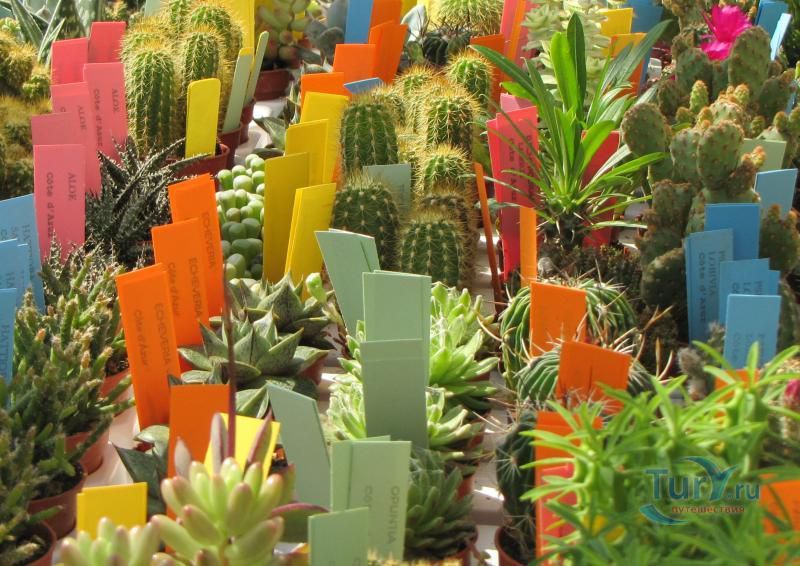 Экзотический сад Монако