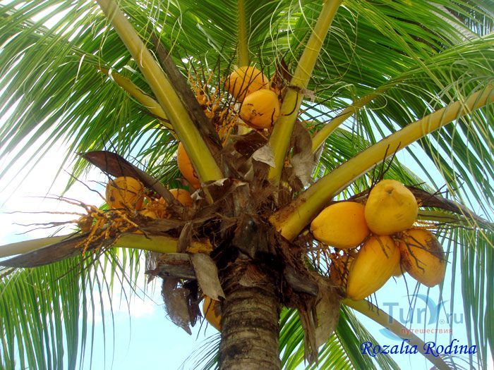 Ферма животных Кикис в Pelangi Beach Resort