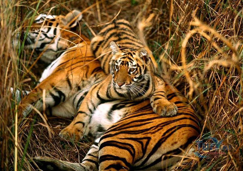 Национальный парк Сандарбанс