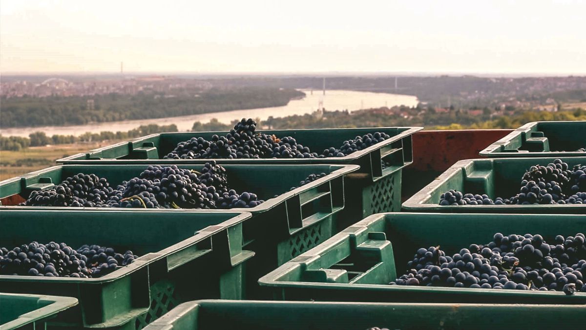 Винодельня «Думо»