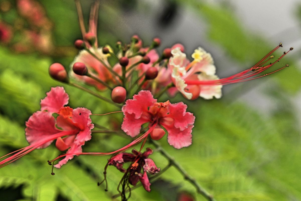 Парк Нассим Гейт