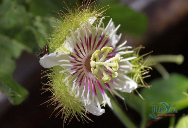 Сад Бабочек Мартиника