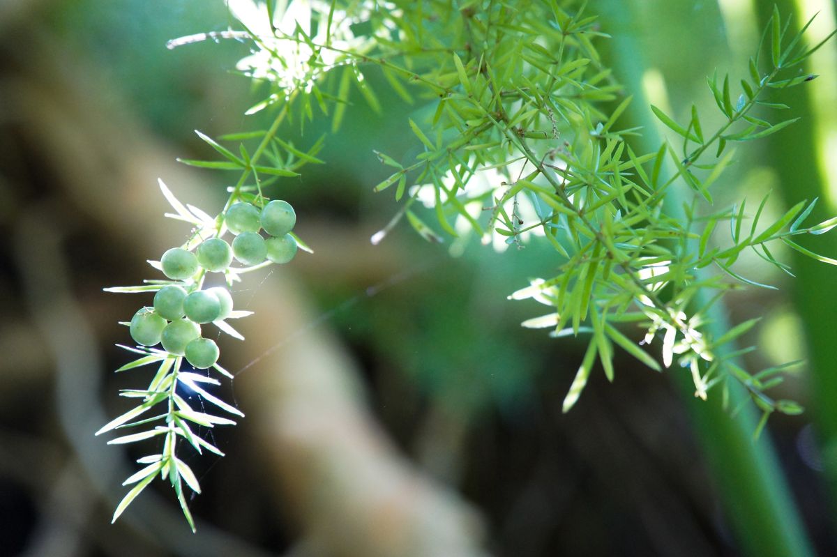 Парк Эдварда VII и Эстуфа Фриа 