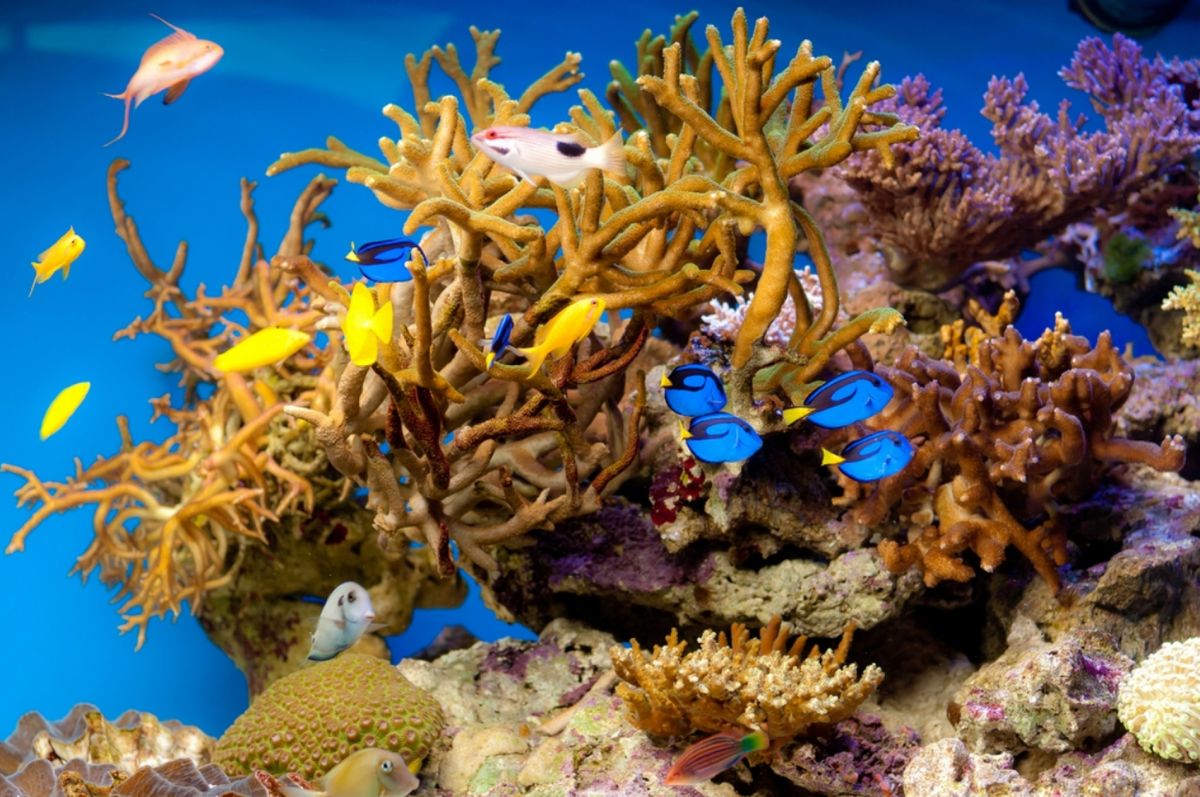 Морской Аквариум в Москве