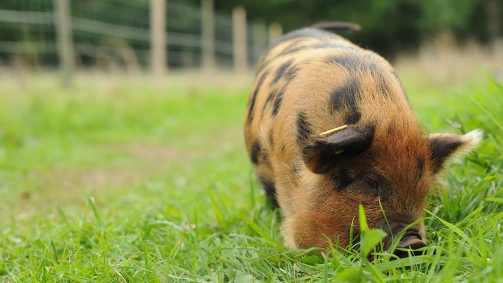 Ферма и магазин Тотавенс