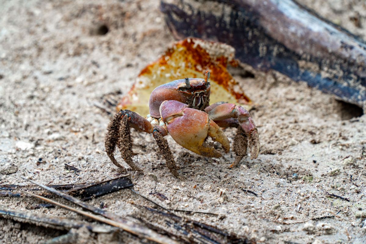 Пляж Анс Интенданс