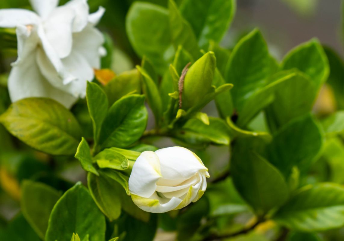 Кутаисский ботанический сад