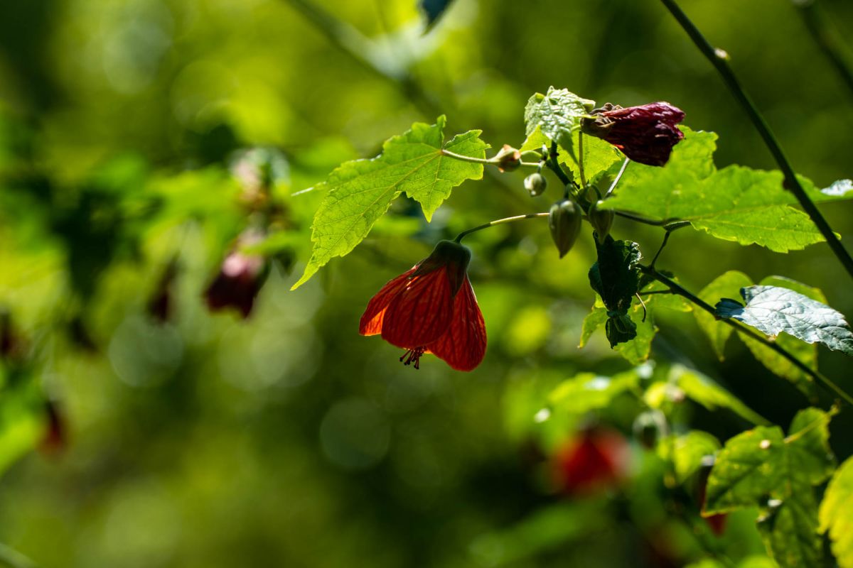 Батумский ботанический сад