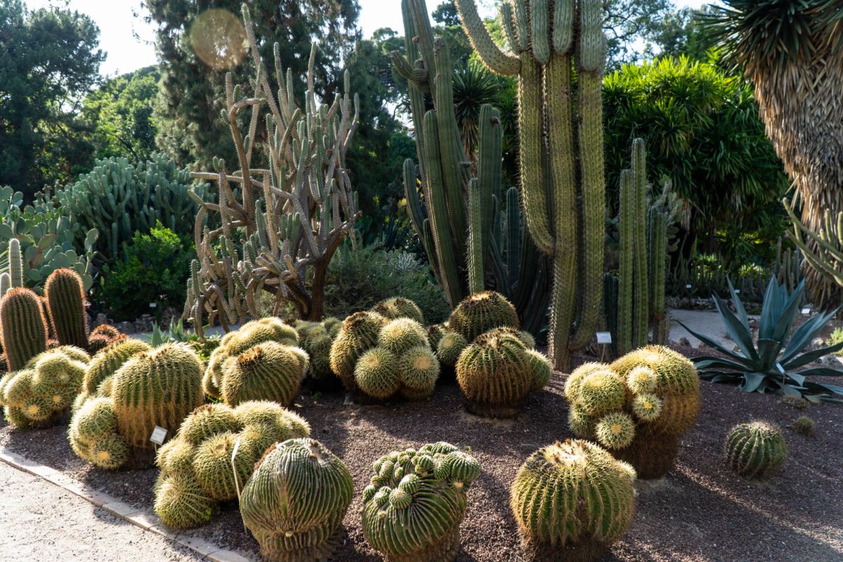 Ботанический сад Валенсии