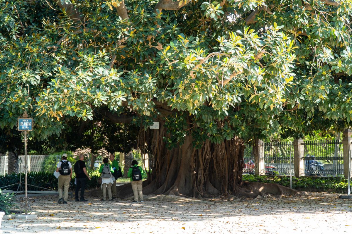 Сады дель Реал / Виверс