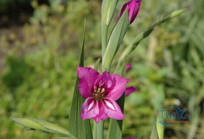 Природный Заповедник Вийдумяэ (Вийдумяэский заповедник)