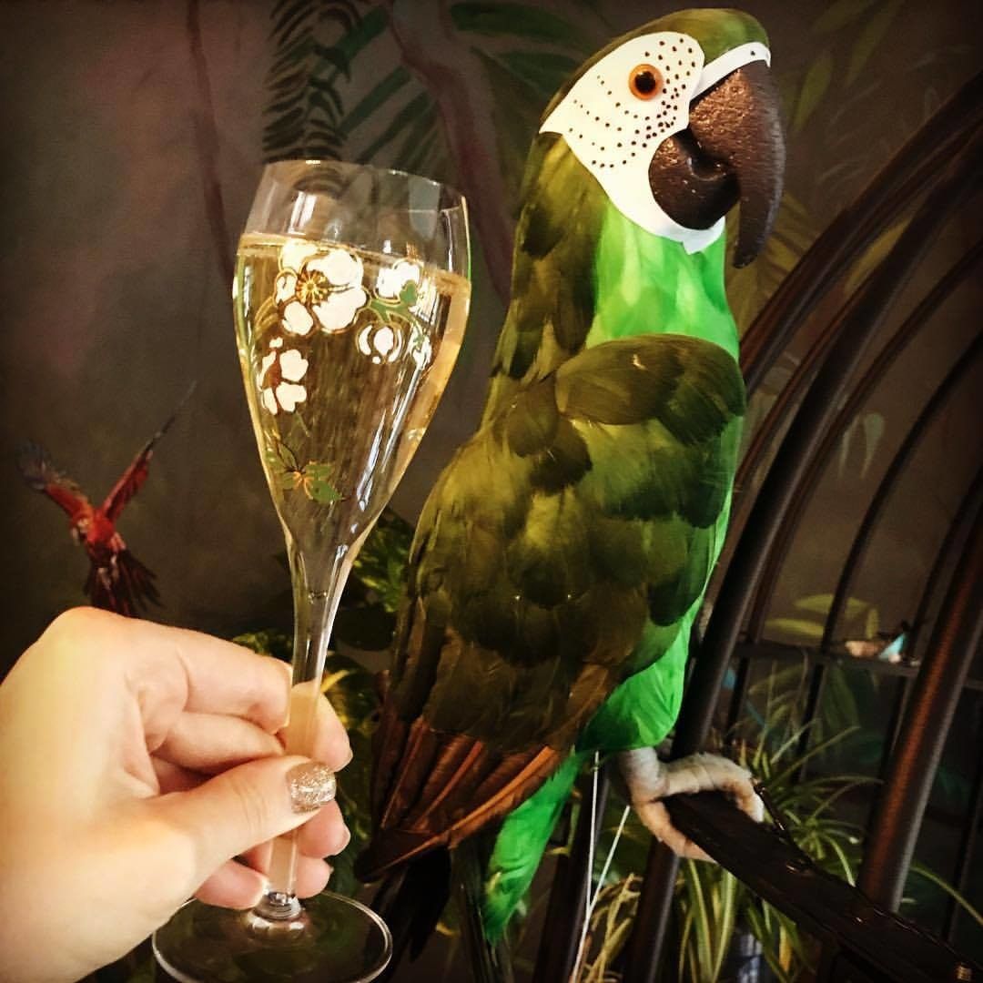 Мини-бар Parrot