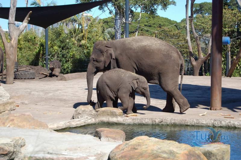 Зоопарк Таронга 