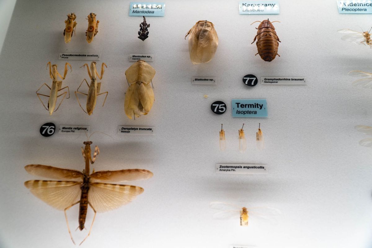 Музей естественной истории Вроцлавского университета