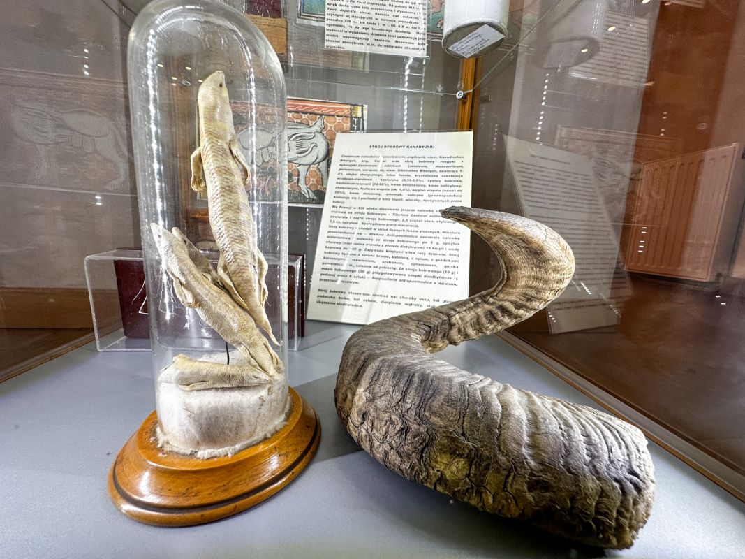 Аптекарский музей во Вроцлаве