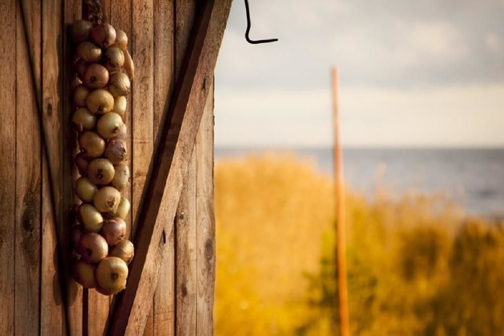 Луковая ферма Костя