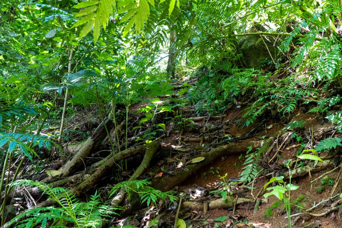 Салази Трейл