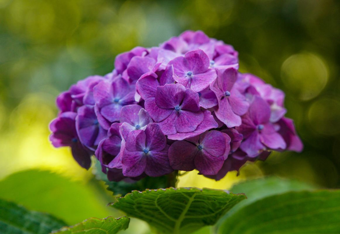 Парк Либердаде