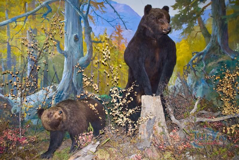 Забайкальский краевой краеведческий музей имени А.К. Кузнецова