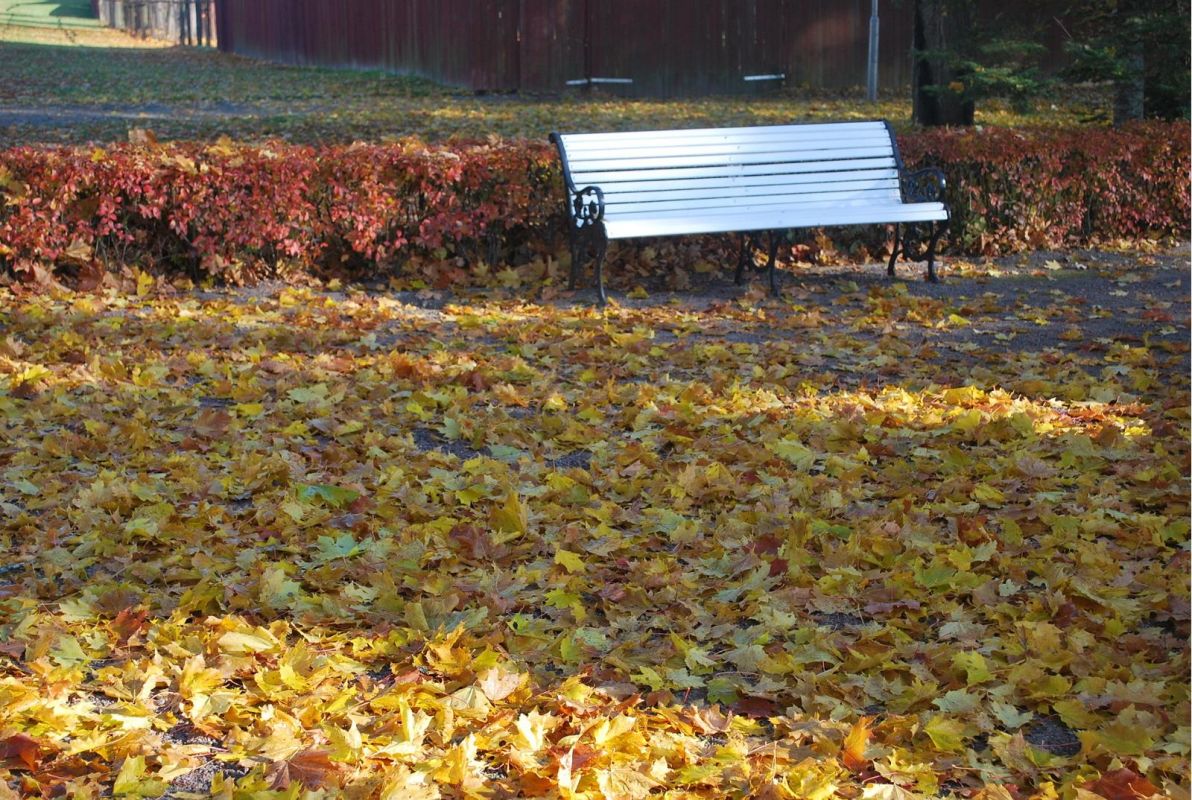 Памятник Фр. Р. Крейцвальду и парк на берегу озера Тамула