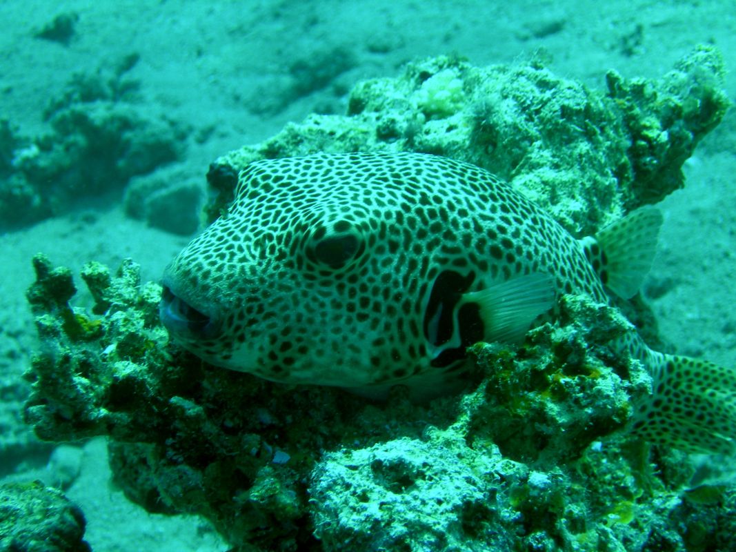 Мюрей Гарден