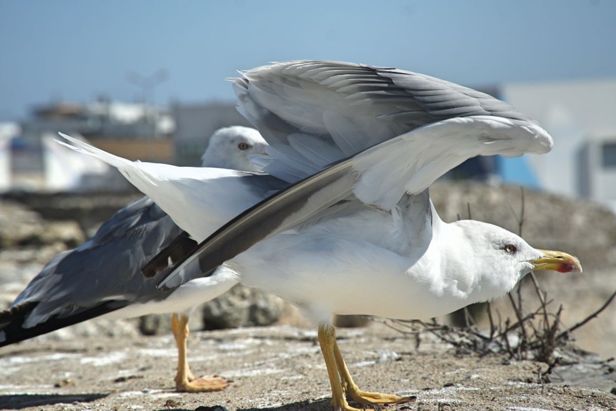 Крепость Пениши